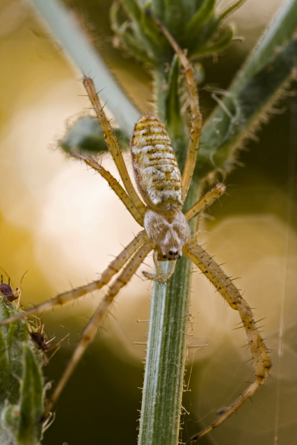 Argiope bruennichi